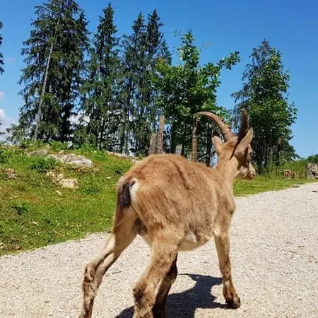 公寓 Wald - Im Skigebiet Gerlitzen & Ossiacher *