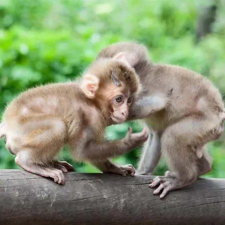 Wald - Im Skigebiet Gerlitzen & Ossiacher 公寓