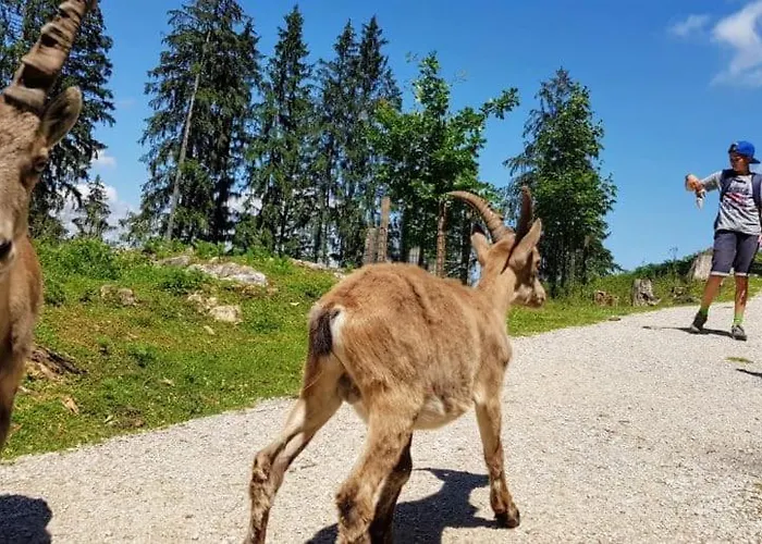 Apartament Wald - Im Skigebiet Gerlitzen & Ossiacher *