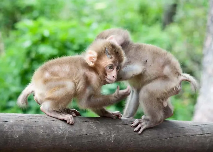 Wald - Im Skigebiet Gerlitzen & Ossiacher Apartament